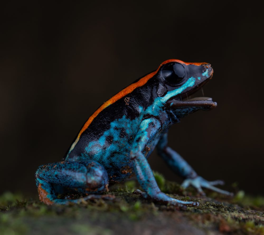 Phyllobates vittatus, Sierpe CR