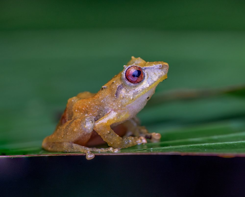 Pristimantis cruentus, stack cloudbridge CR