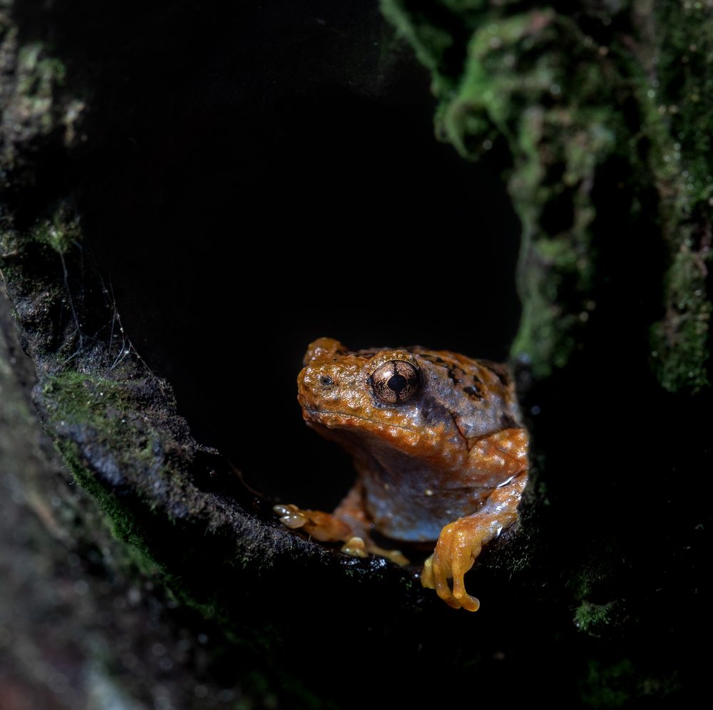 Amphibians
