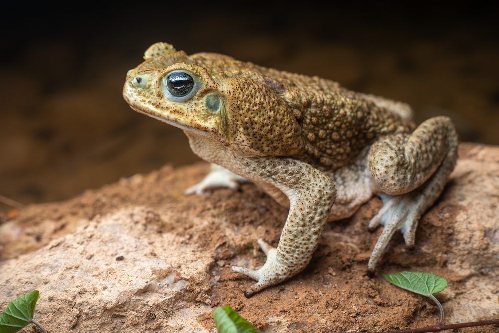 Rhinella horribilis, Belize 2025