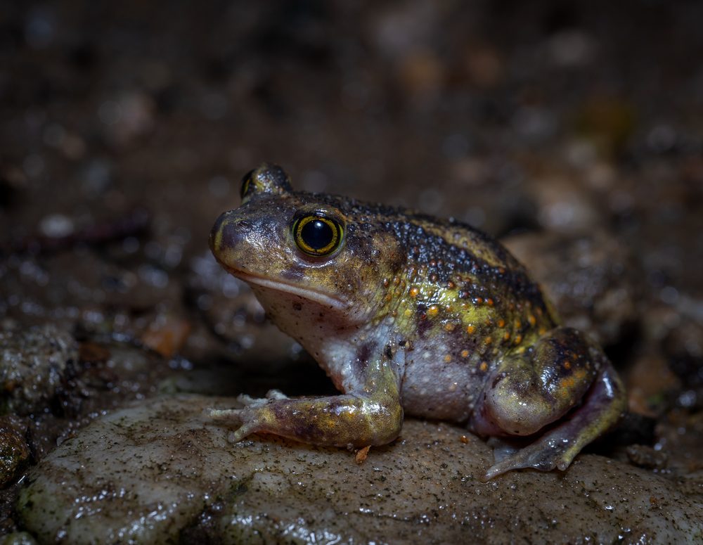 Scaphiopus holbrookii, Connecticut, USA