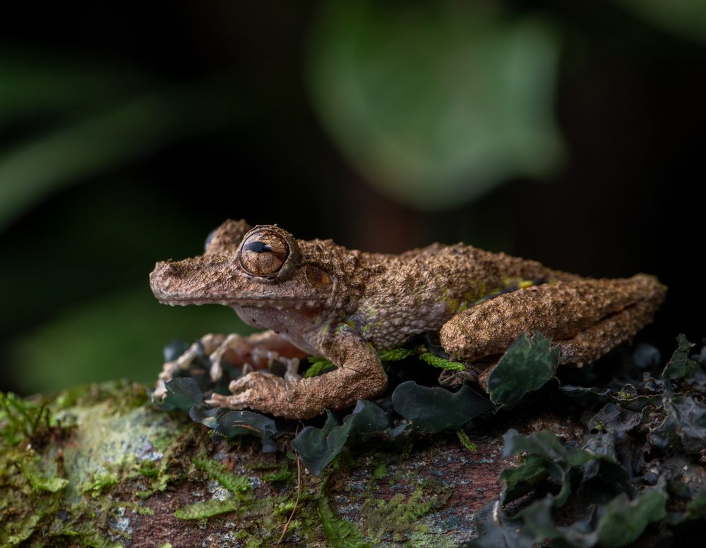 Scinax boulengeri, Sierpe CR