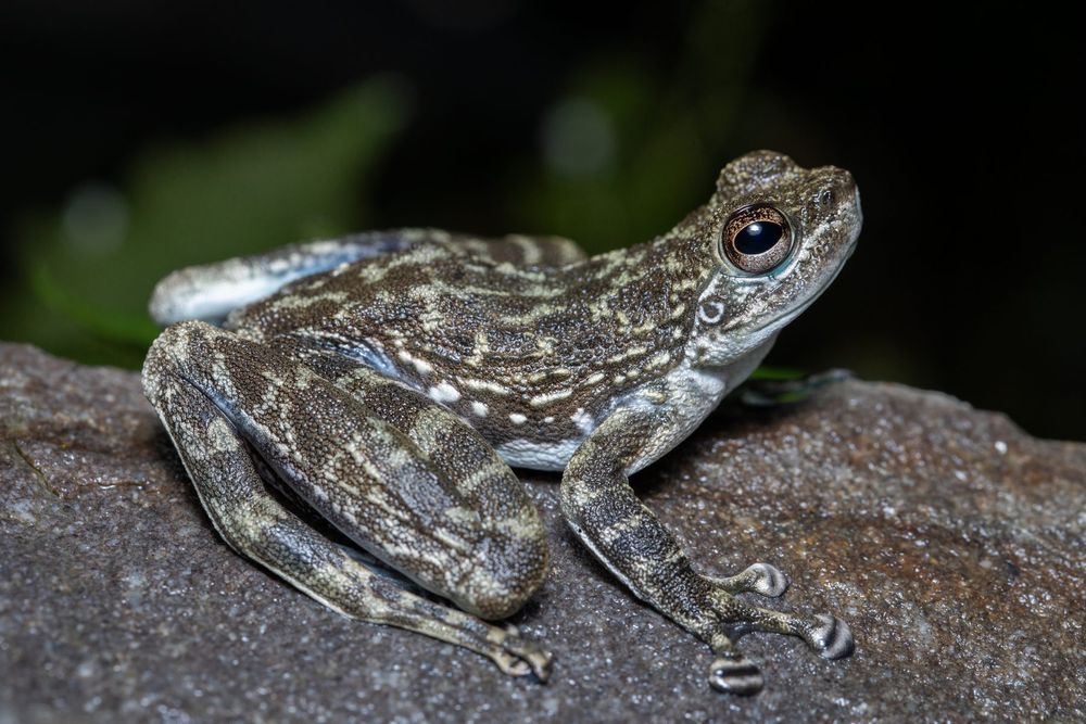 Staurois latopalmatus, Sayap Borneo 2024