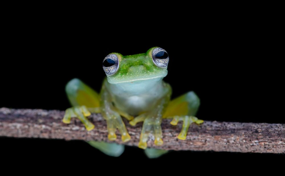 Teratohyla pulverata, Sierpe CR