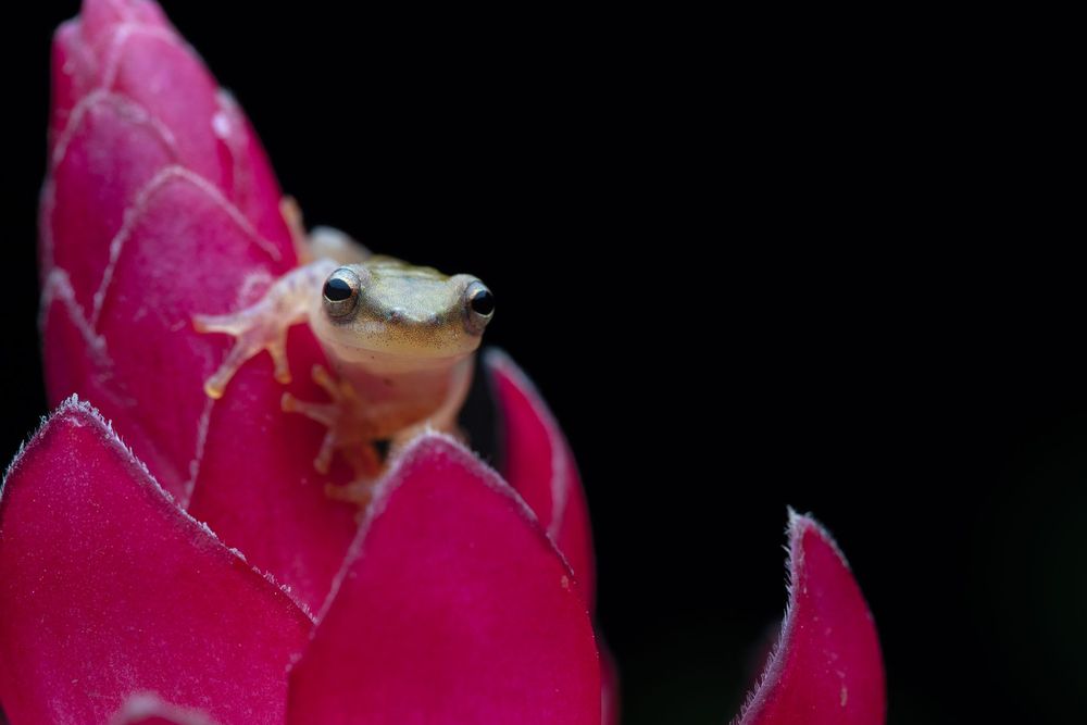 Tlalcohyla picta, Belize 2025