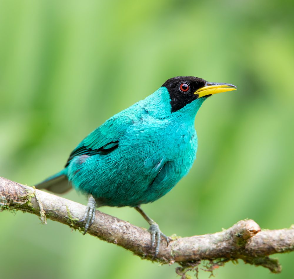 Chlorophanes spiza, Cloudbridge, Costa Rica