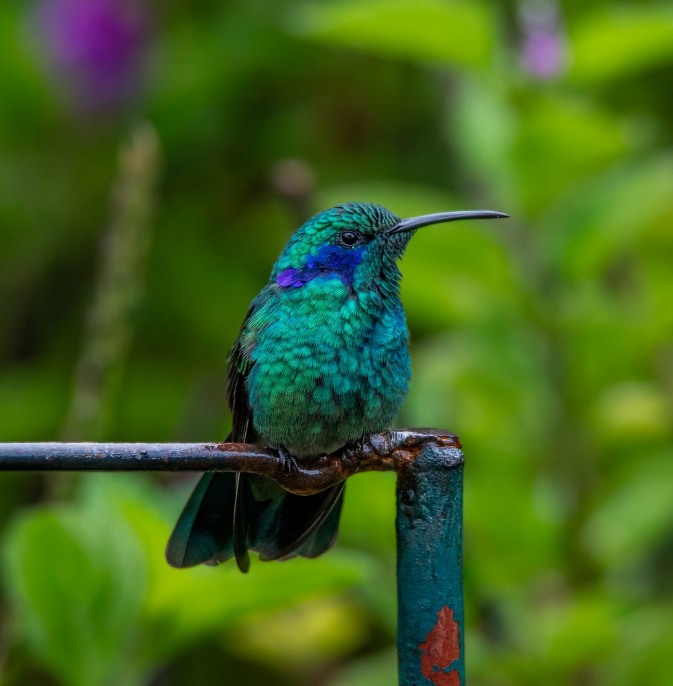 Colibri cyanotus, Savegre, Costa Rica