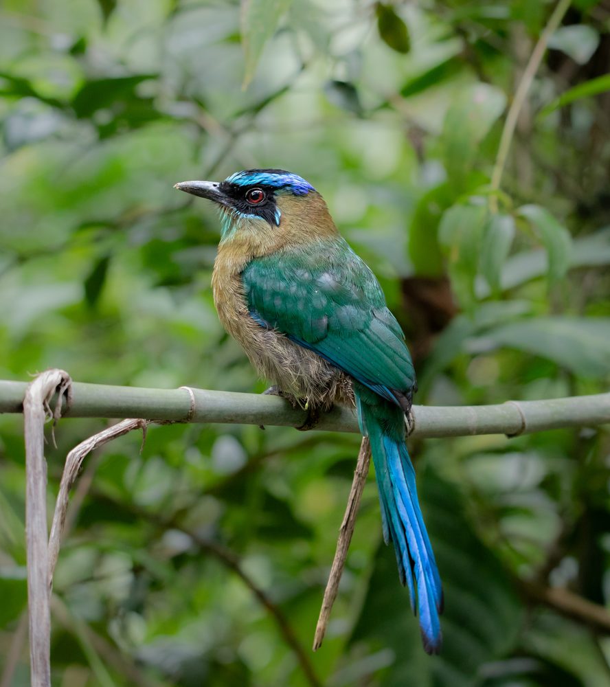 Momotus lessonii, Cloudbridge, Costa Rica