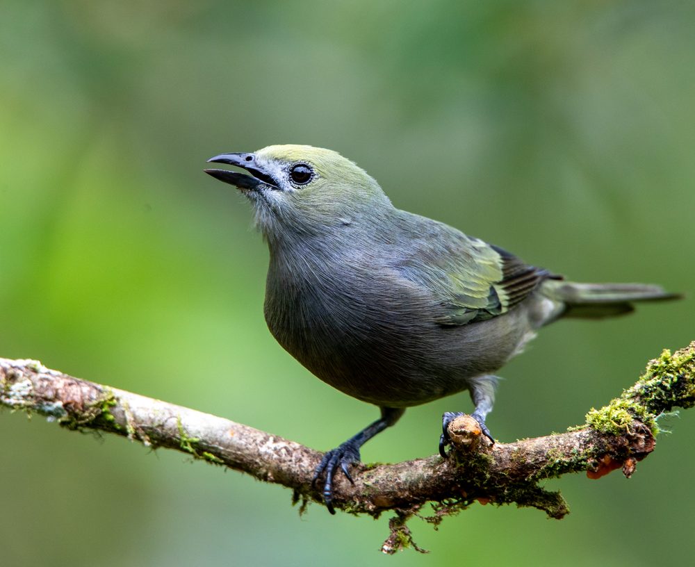Thraupis palmarum, Cloudbridge, Costa Rica