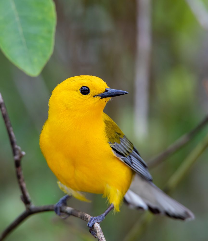 Birds