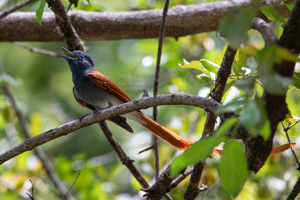 Birds