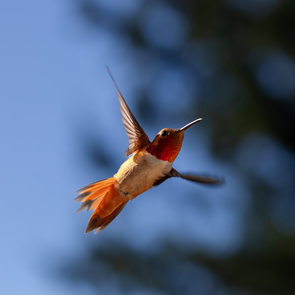 Birds