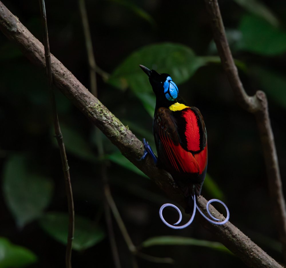 Birds
