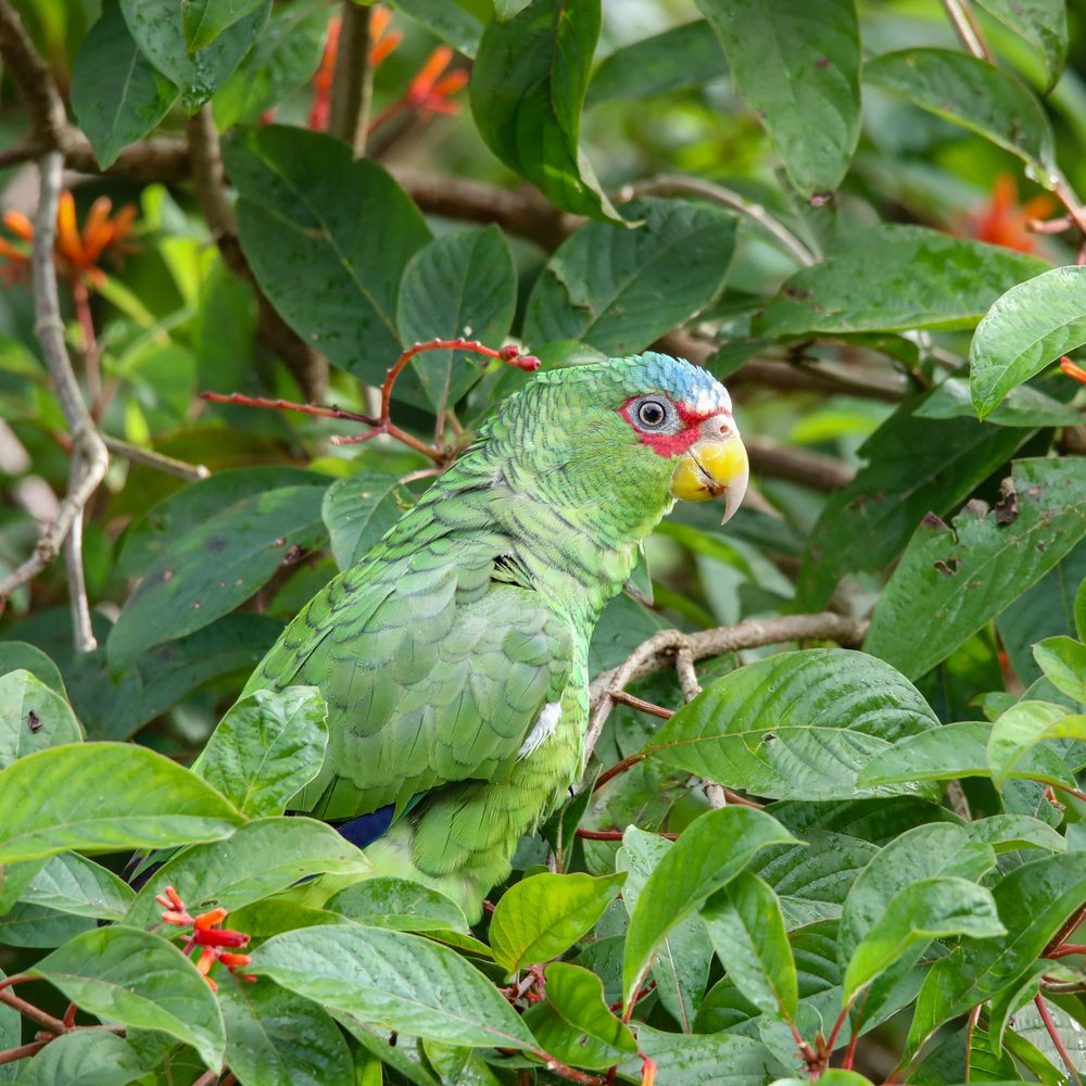 Birds