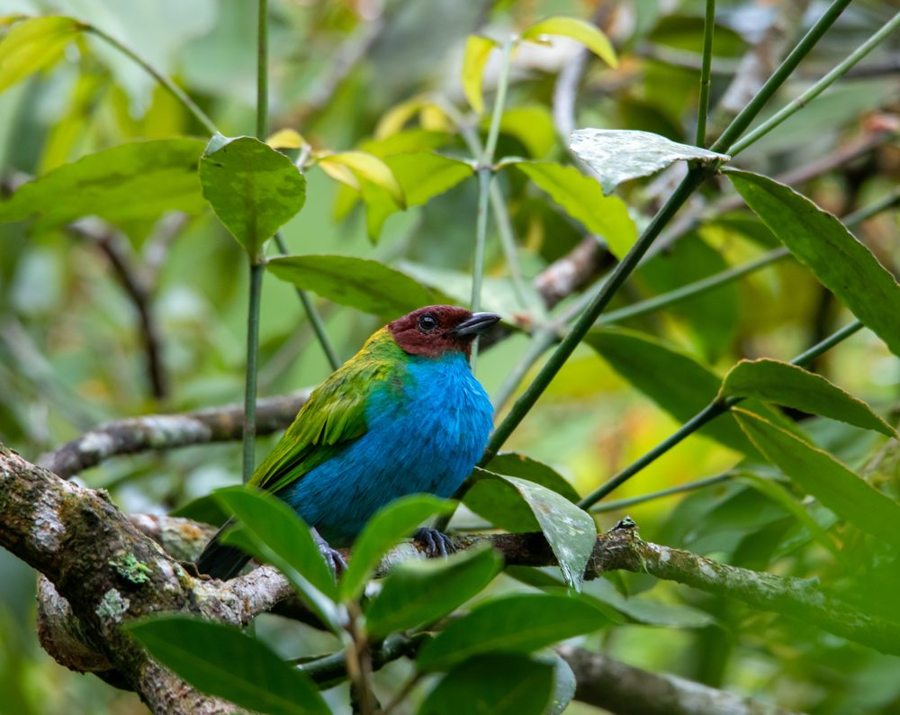 Birds