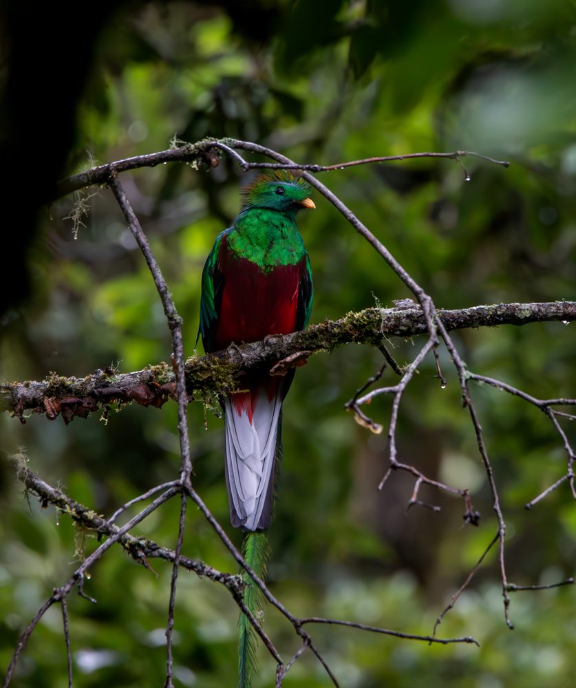 Pharomachrus mocinno, Savegre, Costa Rica