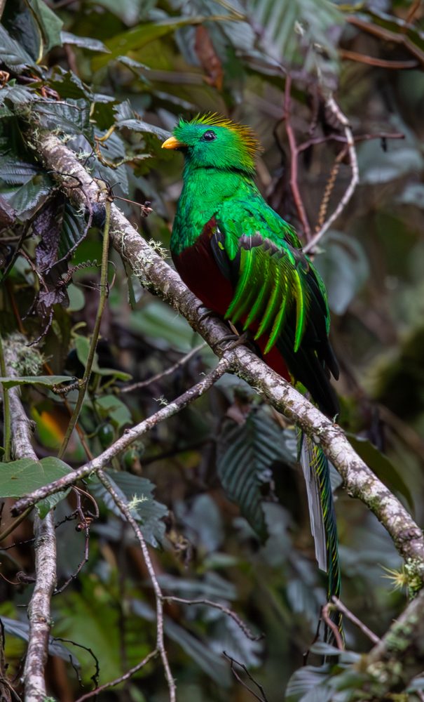 Pharomachrus mocinno, Savegre, Costa Rica