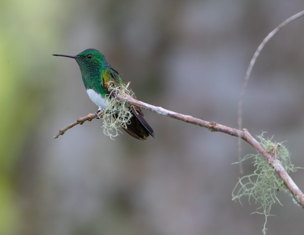 Saucerottia edward, Cloudbridge, Costa Rica