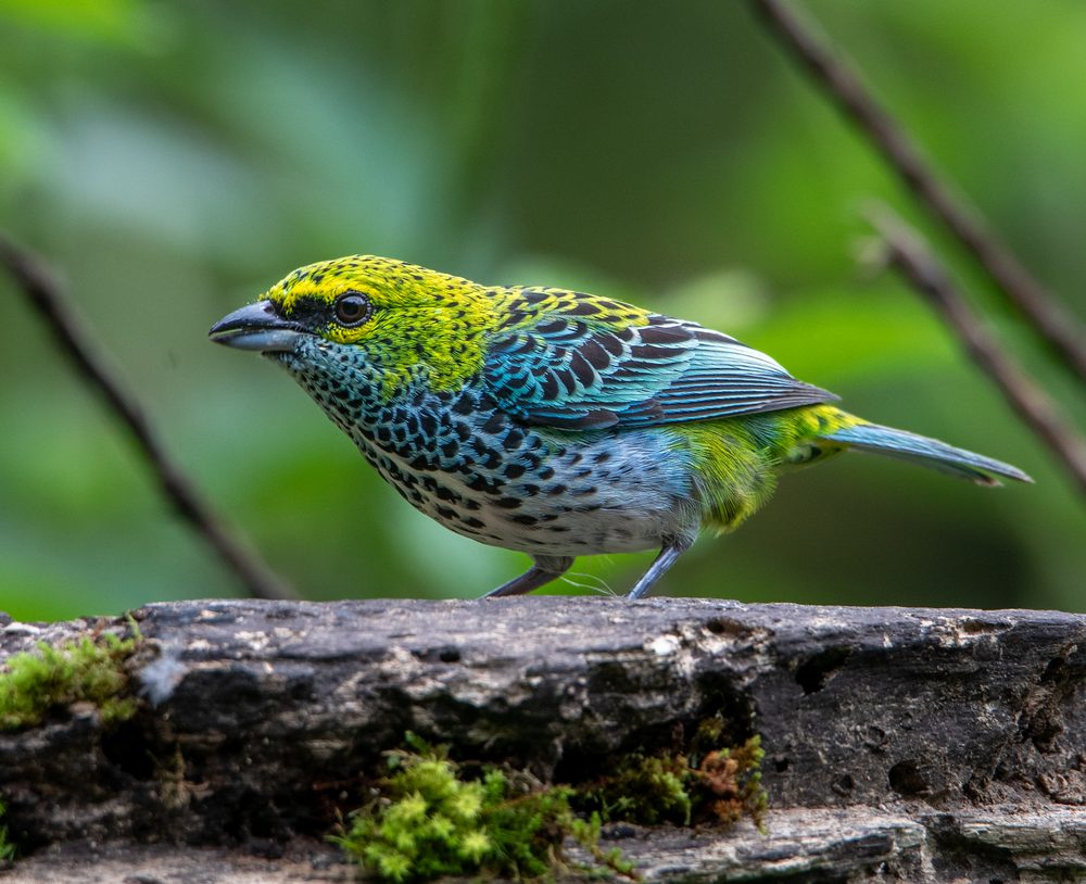 Ixothraupis guttata, Cloudbridge, Costa Rica
