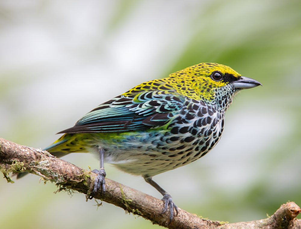 Ixothraupis guttata, Cloudbridge, Costa Rica