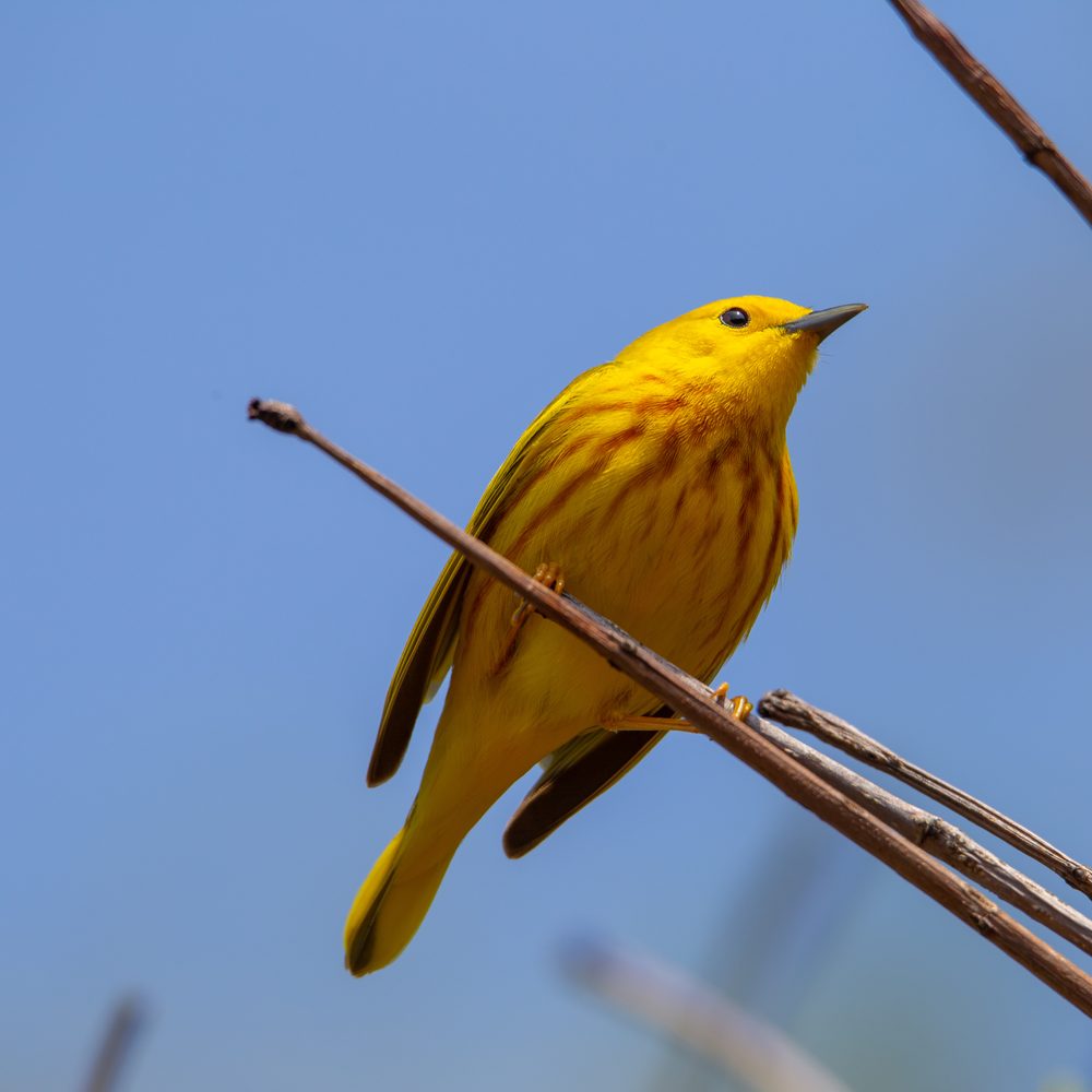 Birds