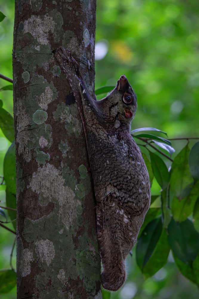 Galeopterus variegatus, Singapore 2024
