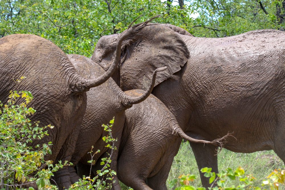 Loxodonta africana, Kruger, South Africa 2018