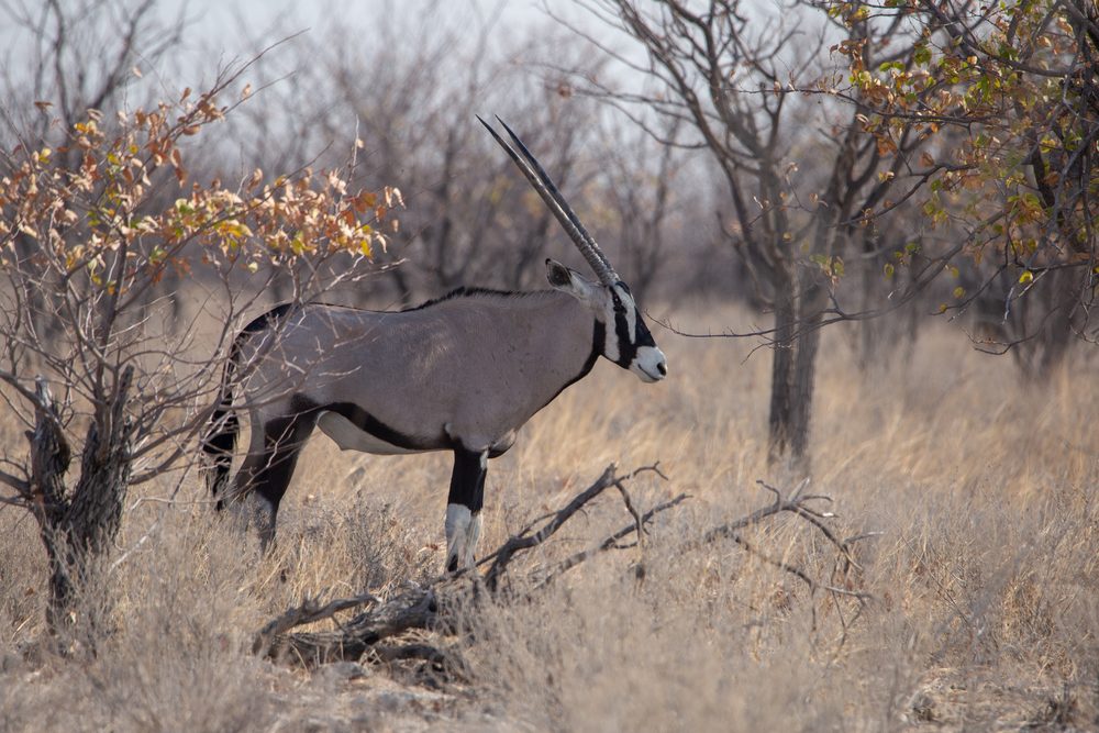 Oryx gazella, Namibia 2019