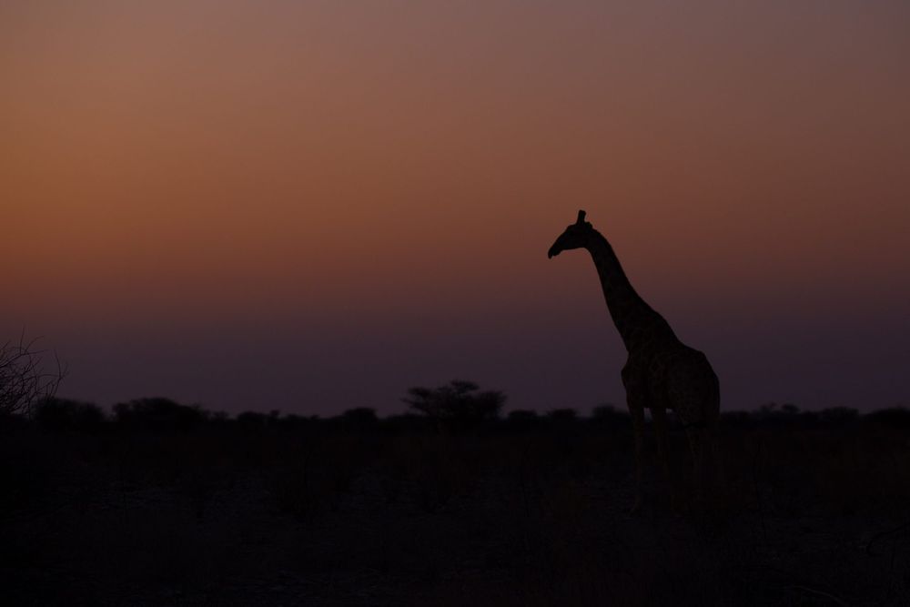Giraffa, Namibia 2019