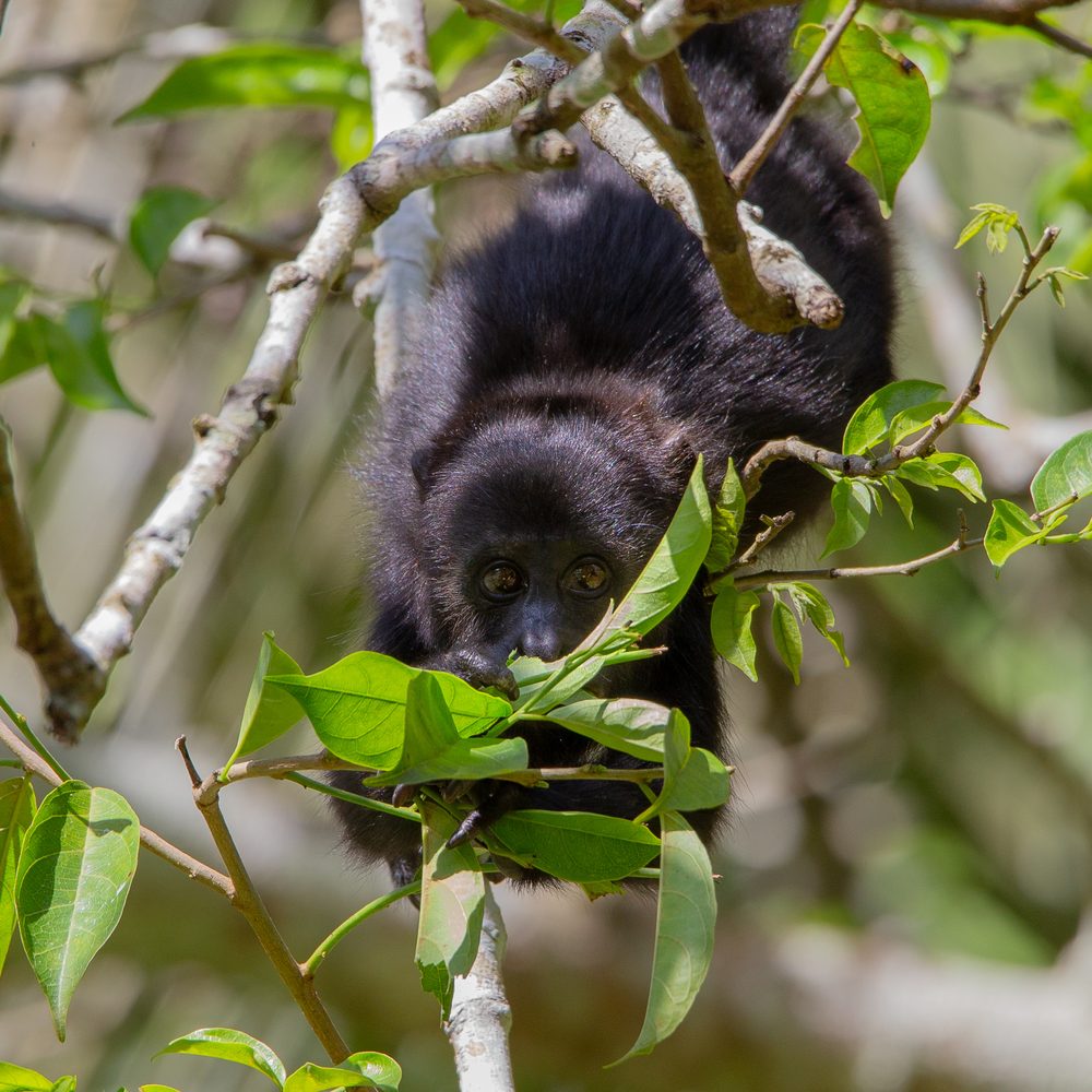 Alouatta pigra, Belize 2019