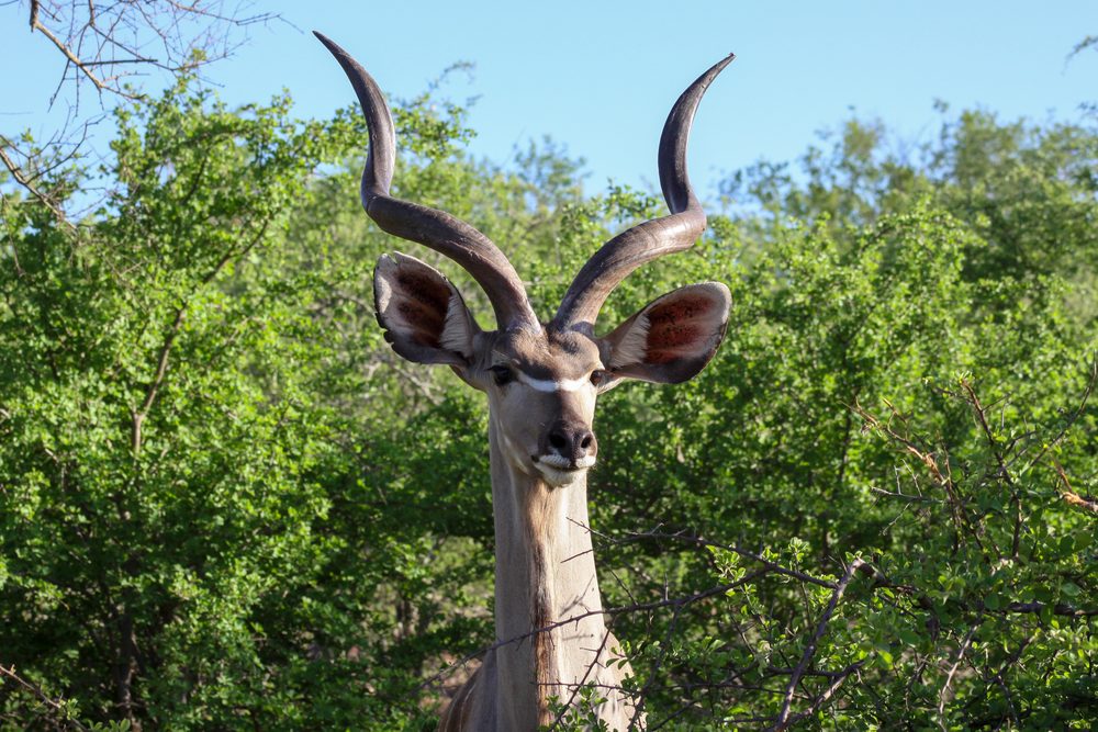 Tragelaphus strepsiceros, Kruger, South Africa 2018