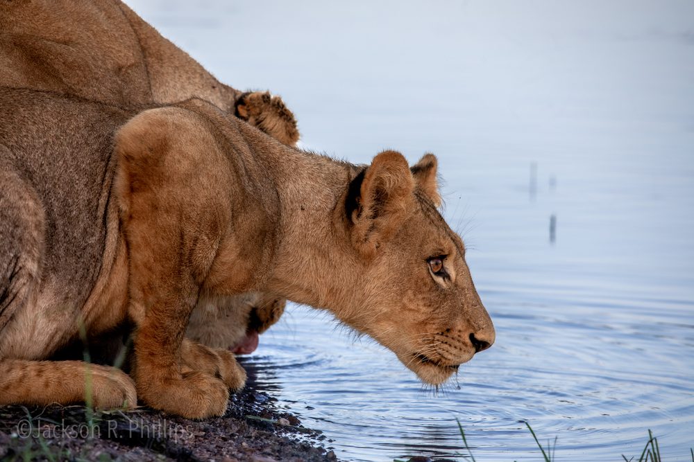 Panthera leo, Kruger, South Africa 2023
