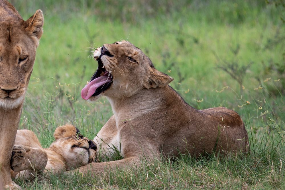 Panthera leo, Kruger, South Africa 2023