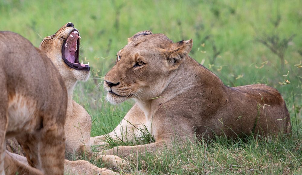 Panthera leo, Kruger, South Africa 2023