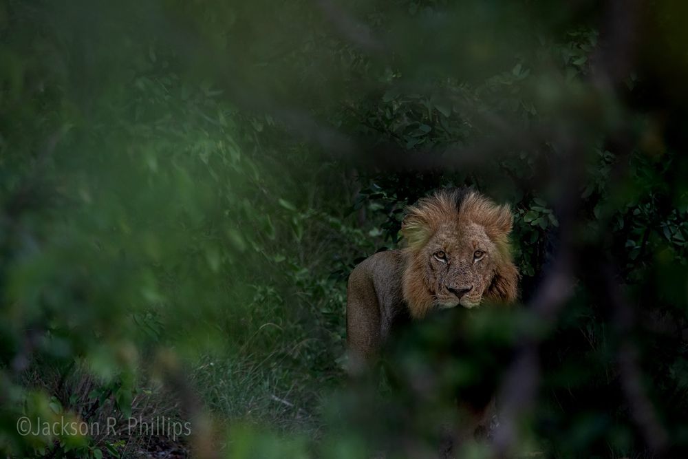 Panthera leo, Kruger, South Africa 2023