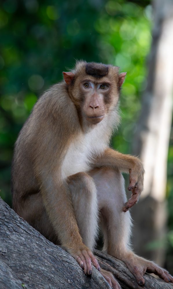 Macaca fascicularis, Sabah, Malaysia