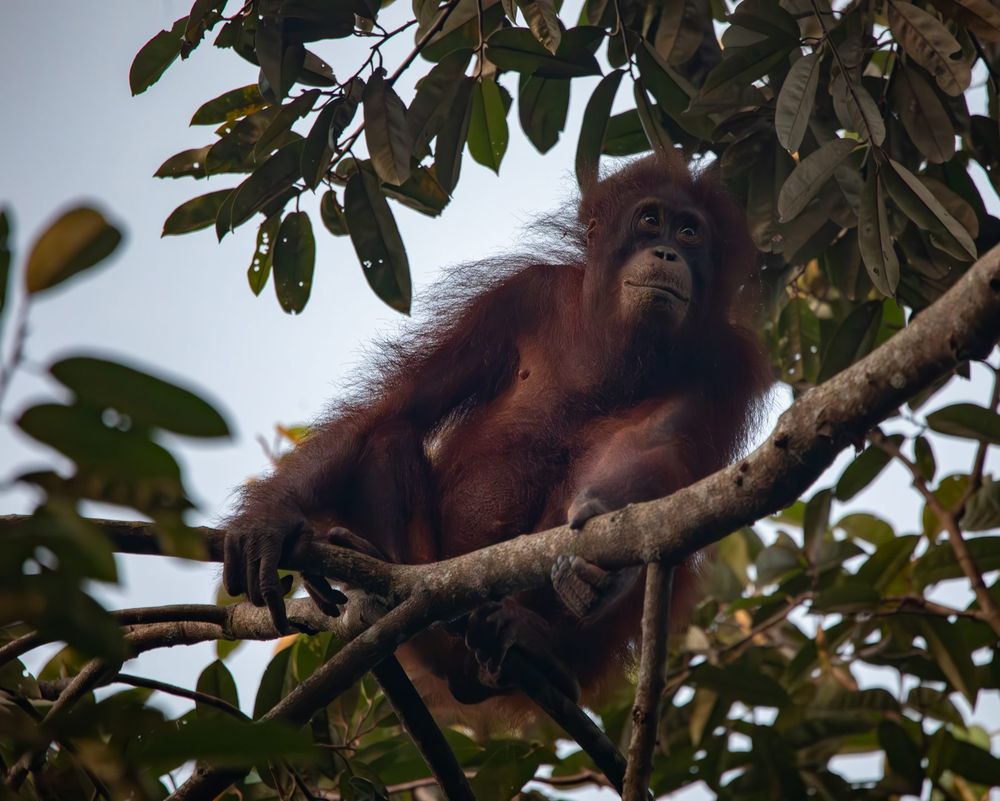 Pongo pygmaeus, Sabah, Malaysia 2024
