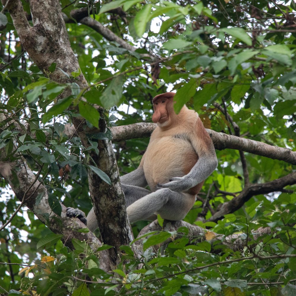 Nasalis larvatus, Sabah, Malaysia 2024
