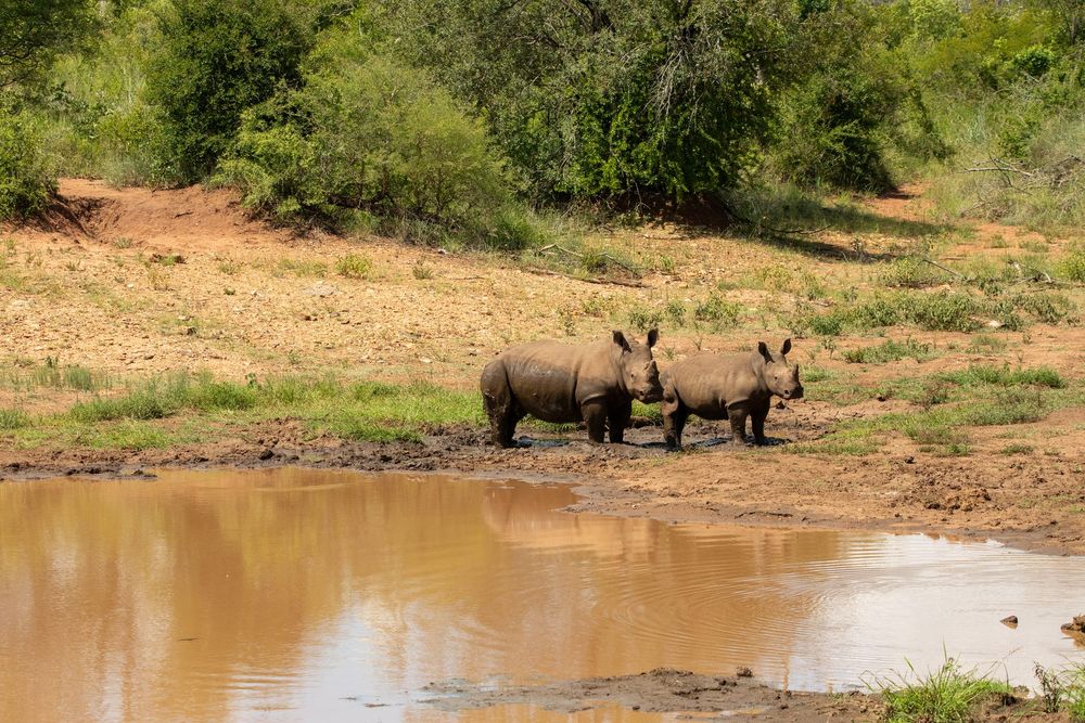 Rhinoceros, Siyafunda, South Africa 2023