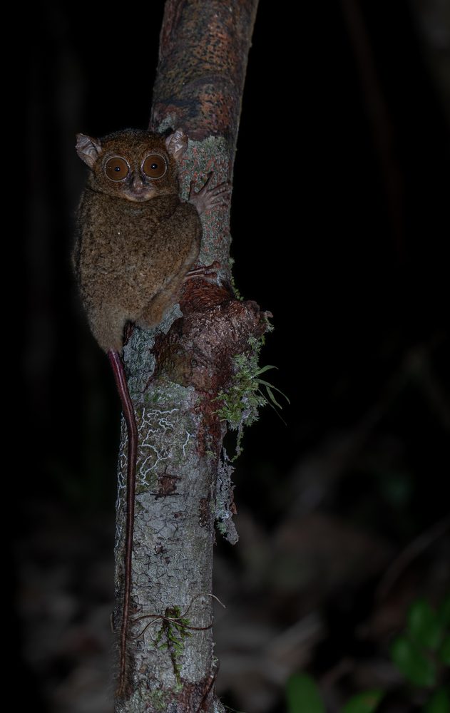 Cephalopachus bancanus, Sarawak, Malaysia 2024
