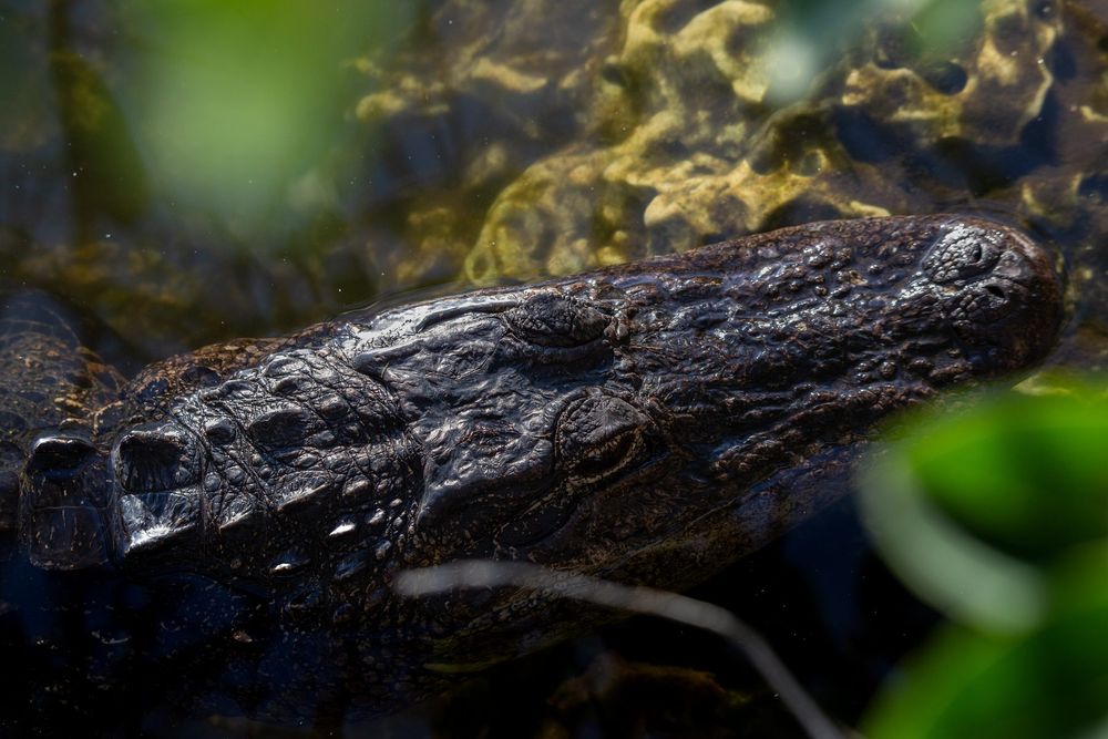 Alligator mississippiensis