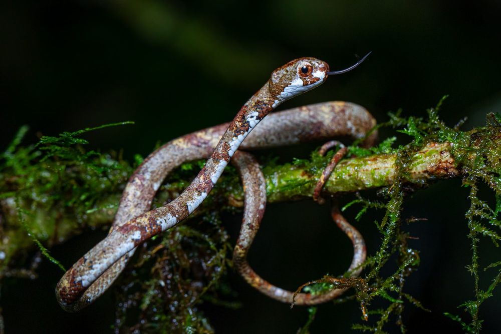 Aplopeltura boa, Sayap Borneo
