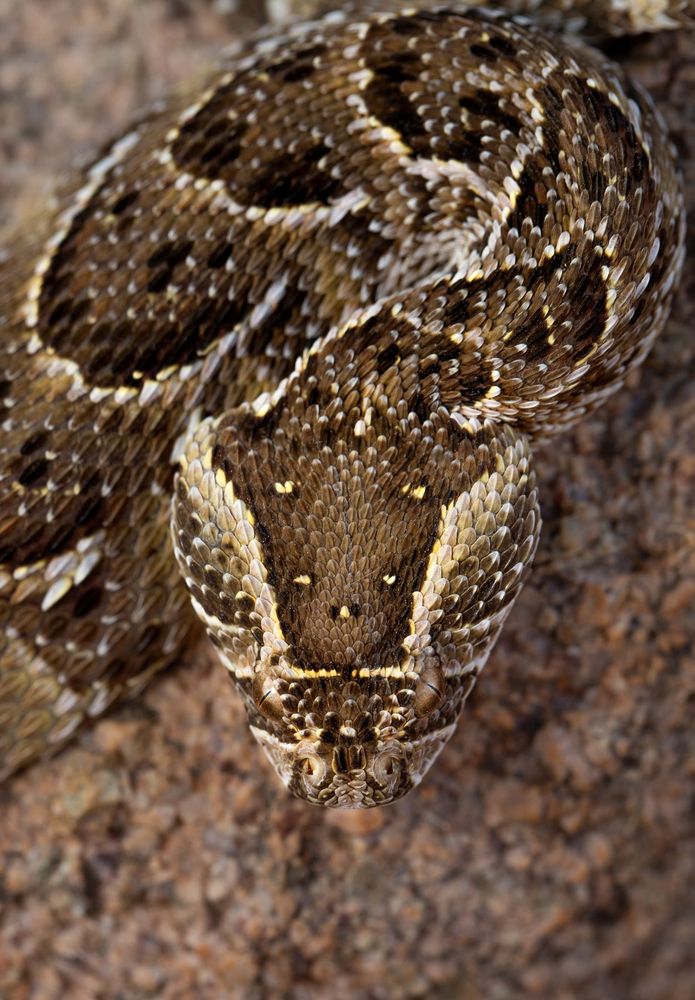 Bitis arietans