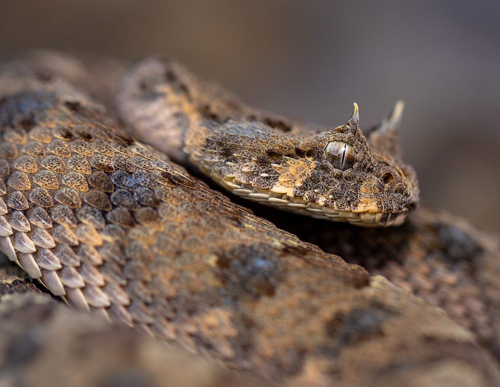 Bitis caudalis