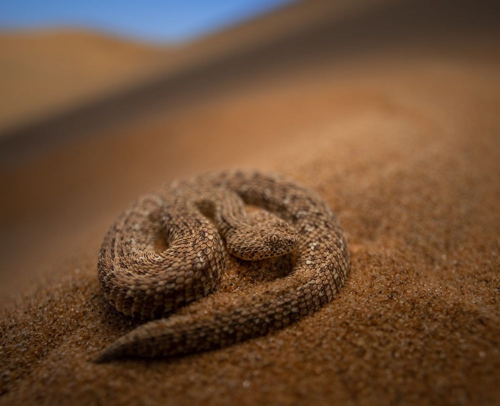 Bitis peringueyi