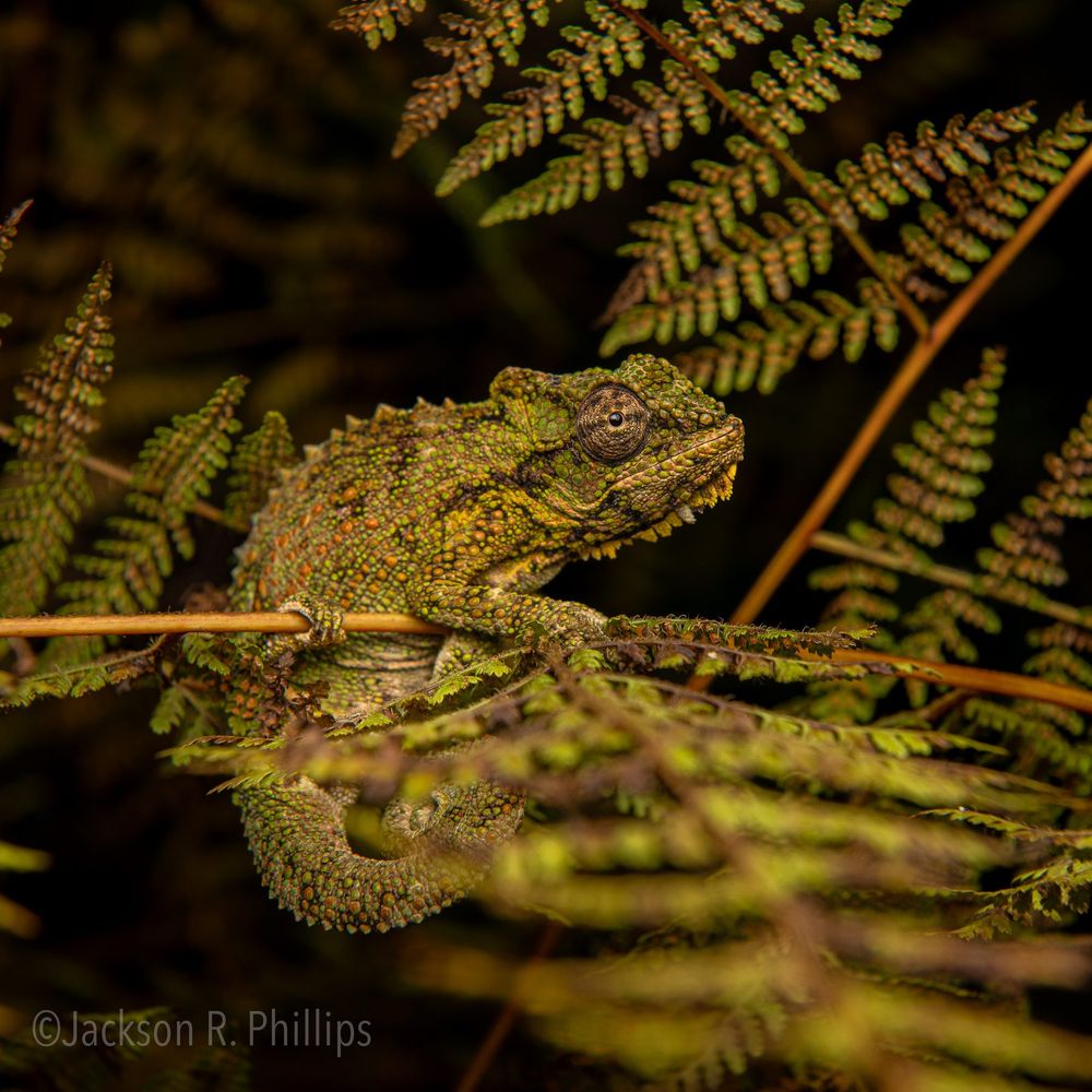 Bradypodion transvaalensis, woodbush