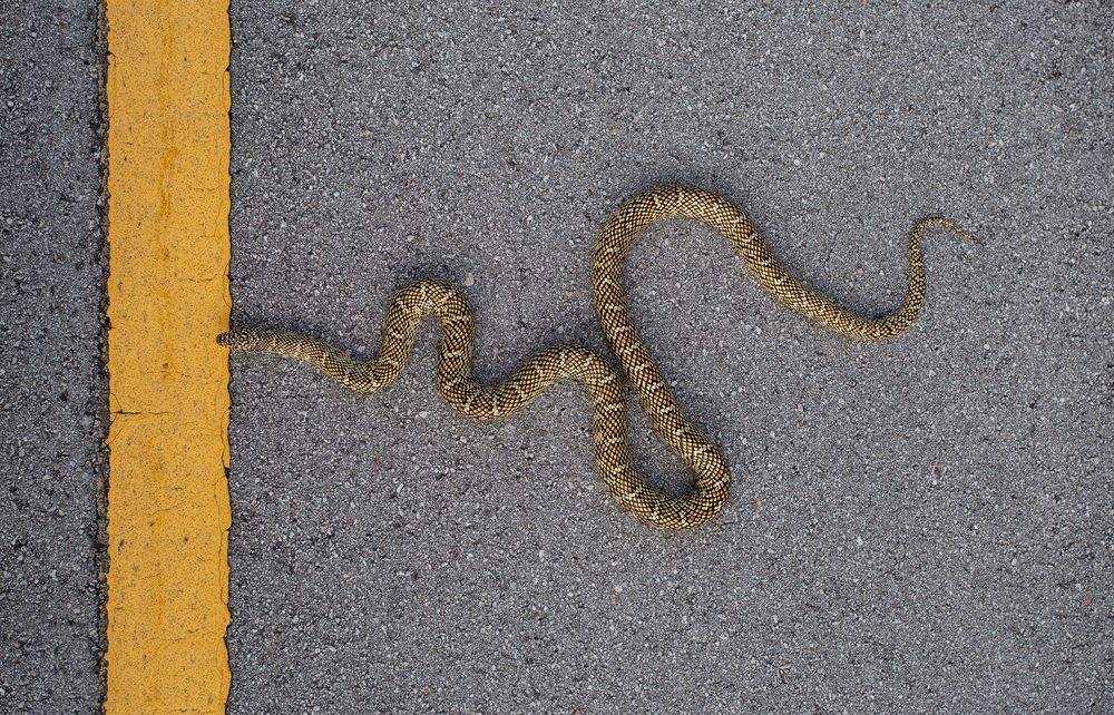 Lampropeltis getula brooksi, Everglades, Florida