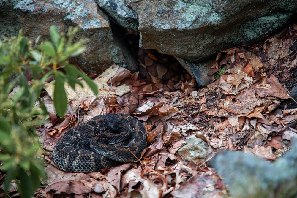 Crotalus horridus, PA 2023