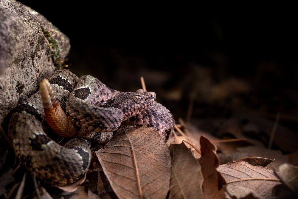 Crotalus lepidus, klauberi SWRS