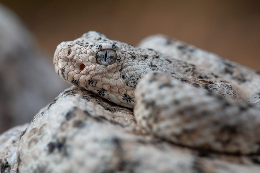 Crotalus pyrrhus, AZ 2026